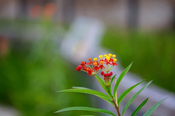 Botanischer Schuss Schöne Blüten — Stockfoto