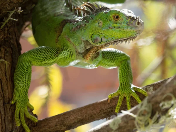 Зелена Ігуана Гілці — стокове фото