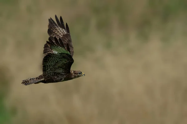 Una Grande Aquila Che Vola Nel Cielo — Foto Stock