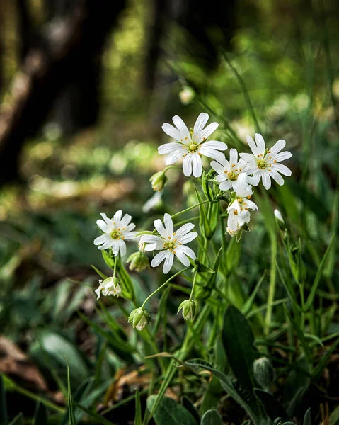 Ormanda Beyaz Çiçekler — Stok fotoğraf