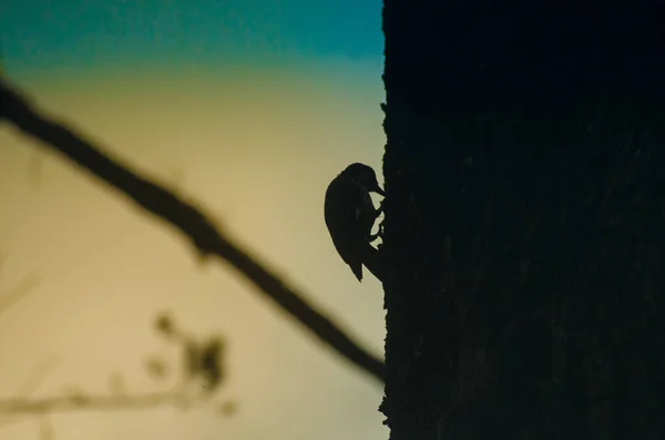 Silhouette Eines Baumes Mit Vogel — Stockfoto