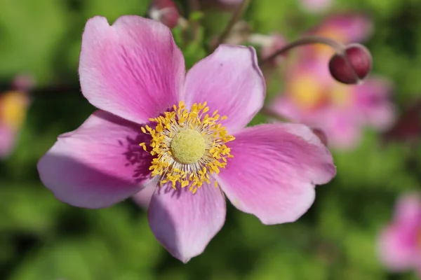 Beautiful Flowers Growing Garden — Stock Photo, Image