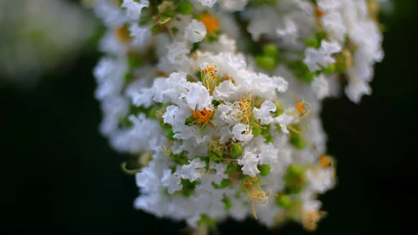 Witte Bloemen Tuin — Stockfoto