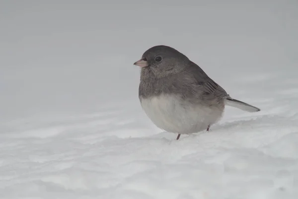 Pájaro Una Rama Granero — Foto de Stock