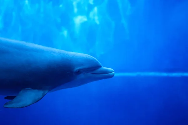 Υποβρύχια Φωτογραφία Δελφινιού Που Κολυμπάει Στο Νερό — Φωτογραφία Αρχείου