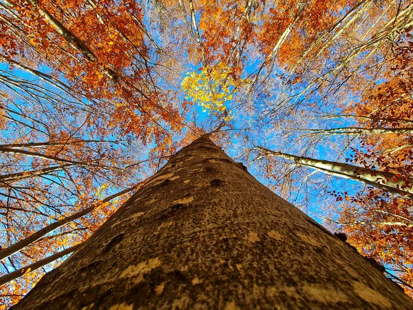 Herfst Landschap Met Bomen Bladeren — Stockfoto