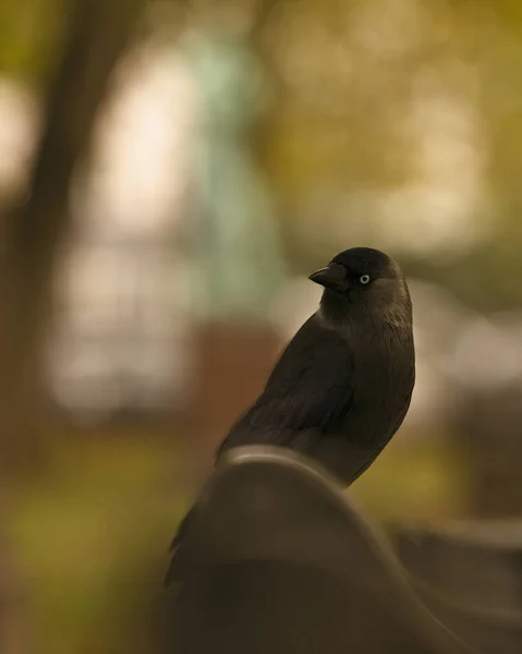 Een Close Shot Van Een Vogel — Stockfoto