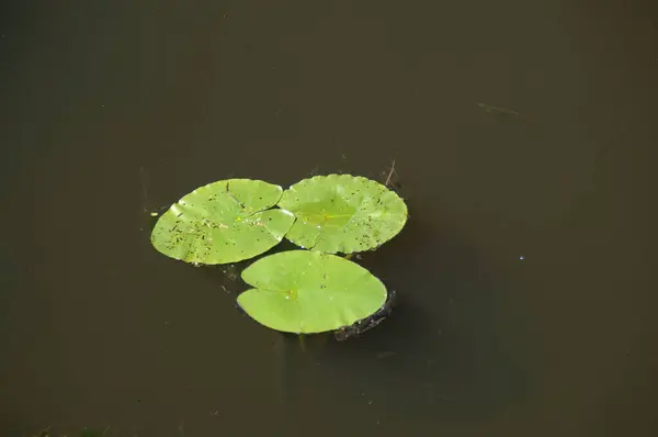 水に浮かぶ美しい蓮の花 — ストック写真