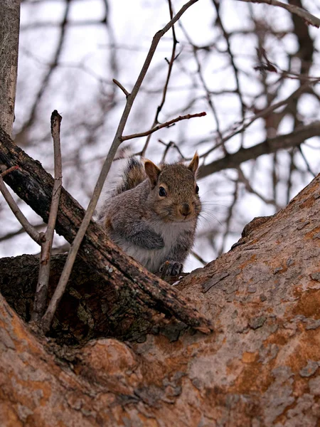 Uno Scoiattolo Rosso Nella Foresta — Foto Stock