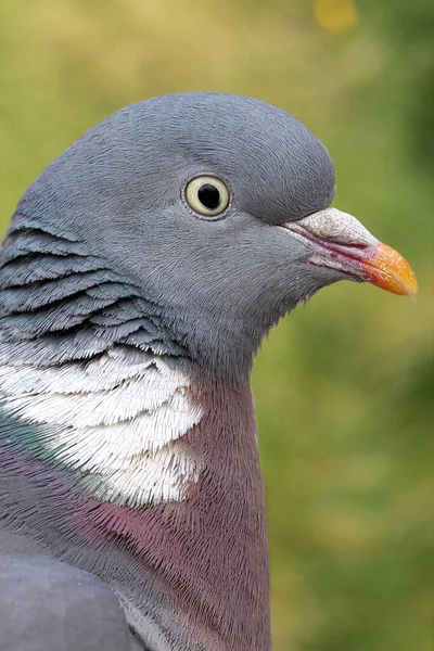 Portrait Beautiful Bird Zoo — Stock Photo, Image