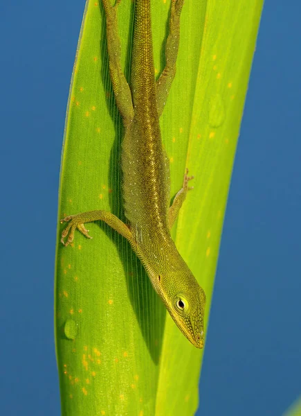 Zelený Chameleon Větvi — Stock fotografie