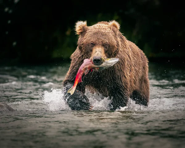 Urso Pardo Natureza — Fotografia de Stock