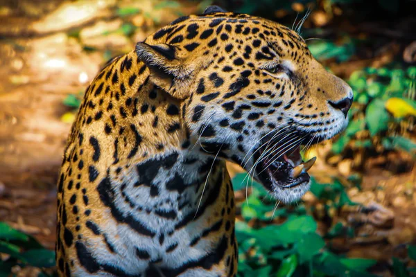 Hayvanat Bahçesindeki Leopar — Stok fotoğraf