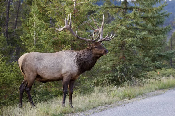 Beautiful Elk Forest — Stock Photo, Image