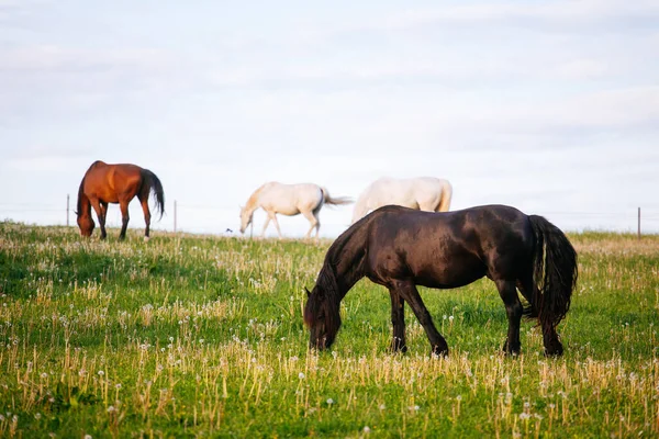 Krásné Koně Poli — Stock fotografie