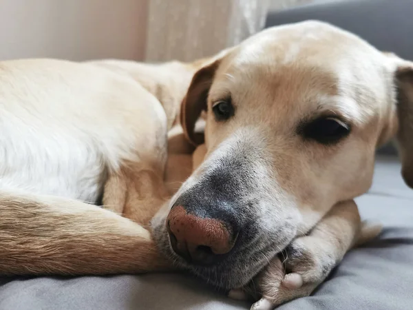 かわいい犬が家でソファに横になって — ストック写真