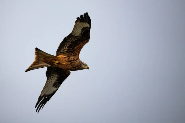 Great White Hailed Eagle Flying Sky — стоковое фото