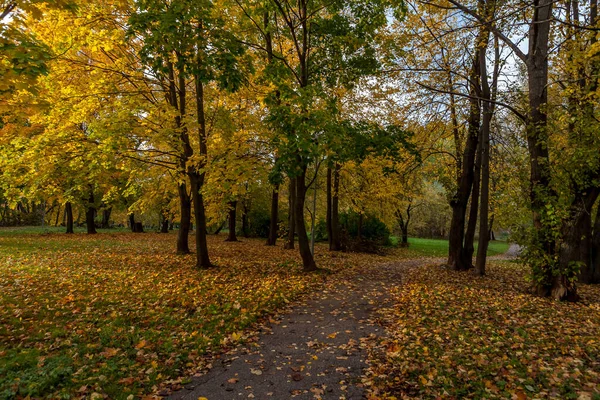 Autumn Landscape Colorful Trees Leaves — Stock Photo, Image