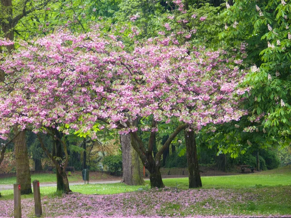 Beautiful Pink Blooming Trees Garden — Stock Photo, Image