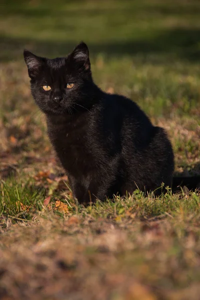 Çimlerin Üzerinde Siyah Beyaz Kedi — Stok fotoğraf