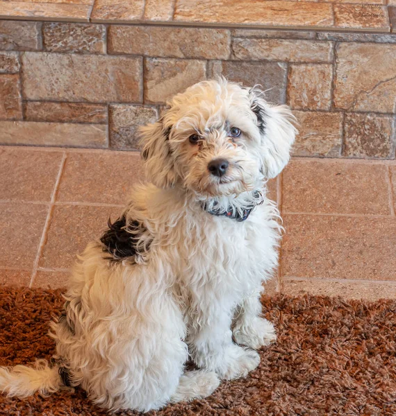 Hund Tegelvägg Bakgrund — Stockfoto