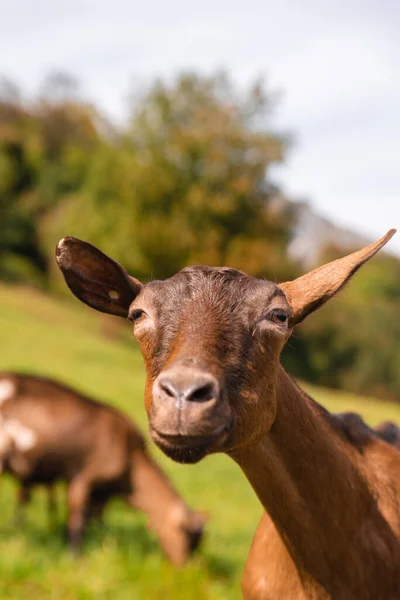 Primer Plano Una Vaca Linda Campo — Foto de Stock