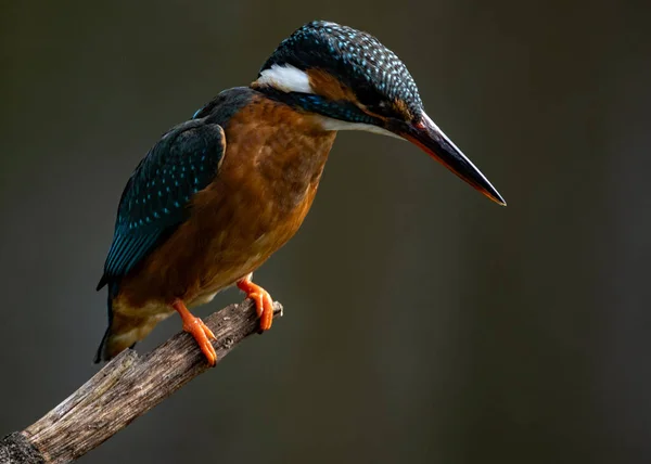 Nahaufnahme Eines Kleinen Vogels — Stockfoto