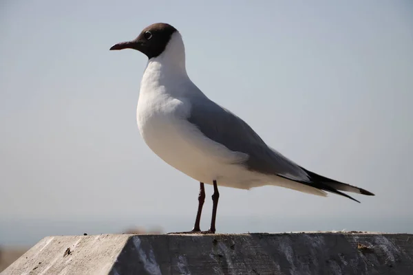 Beautiful Shot Bird Natural Habitat — Stock Photo, Image