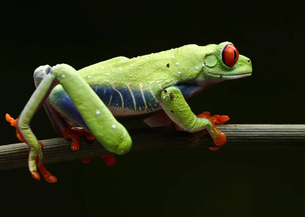 树枝上一只绿色青蛙的特写镜头 — 图库照片