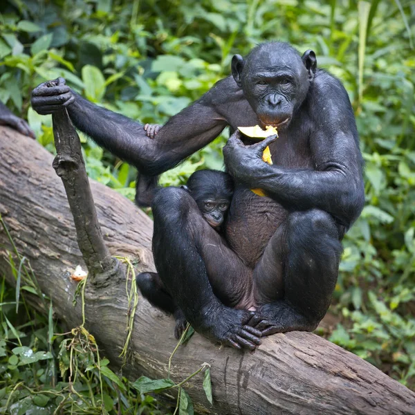 Gorila Grădina Zoologică — Fotografie, imagine de stoc