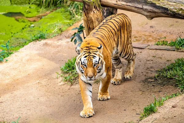 動物園の虎 — ストック写真