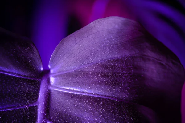 Hermosa Flor Púrpura Jardín — Foto de Stock