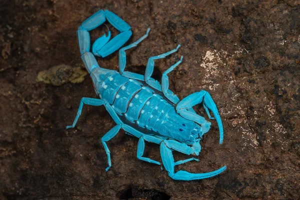 Scorpion White Background — Stock Photo, Image