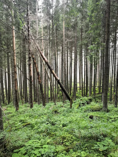 Ormandaki Orman — Stok fotoğraf