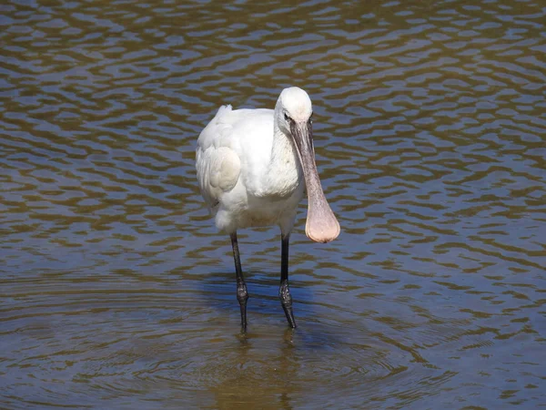 Pelícano Blanco Agua — Foto de Stock