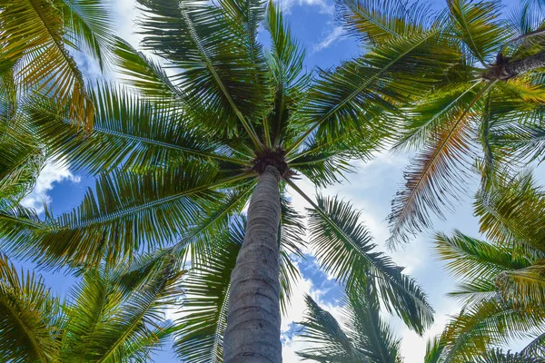 Зеленые Пальмовые Листья Пляже — стоковое фото
