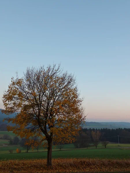 Schöne Herbstlandschaft Mit Bäumen Und Grünem Gras — Stockfoto