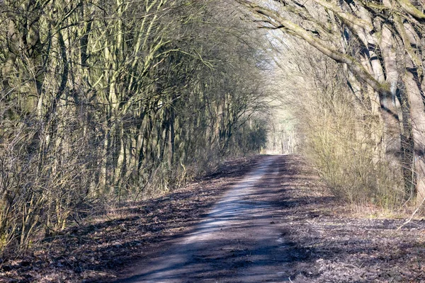 Weg Het Bos — Stockfoto