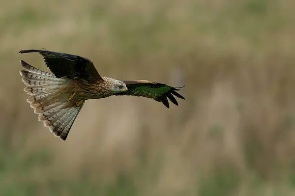 Pájaro Volando Cielo — Foto de Stock