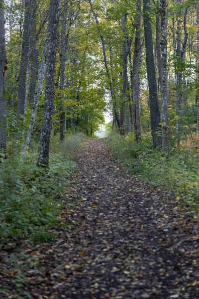 Jesienny Las Drzewami Zielonymi Liśćmi — Zdjęcie stockowe