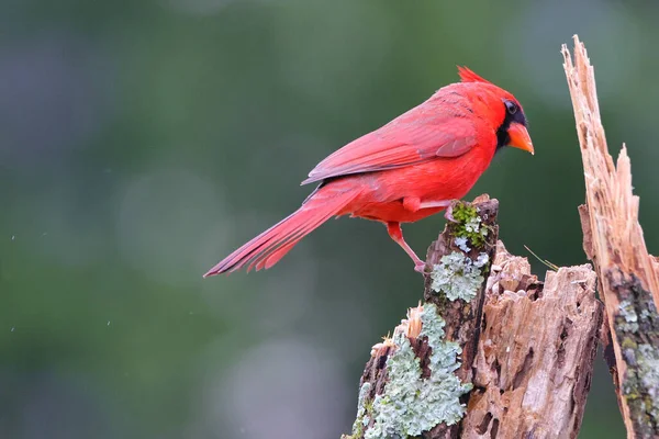 Pasăre Roșie Așezată Ramură — Fotografie, imagine de stoc