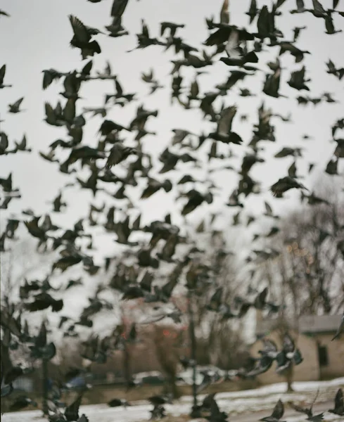 Rebanho Pássaros Céu — Fotografia de Stock