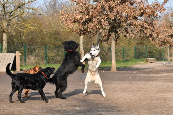 夏に地中海沿岸の公園で黒と白の犬が — ストック写真