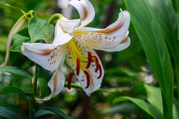 Vacker Vit Lilja Blomma Trädgården — Stockfoto