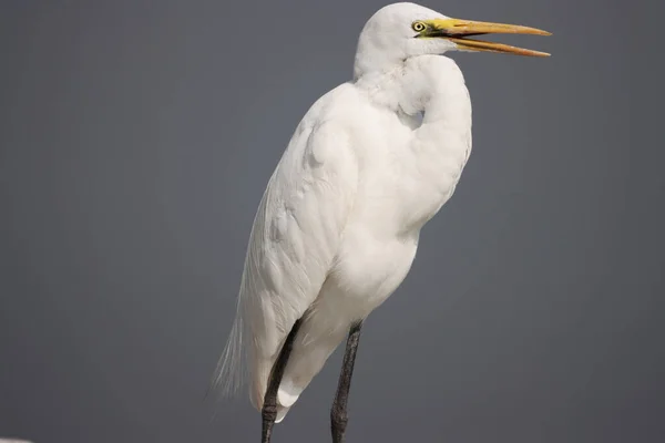 White Bird Water Animal — Stock Photo, Image