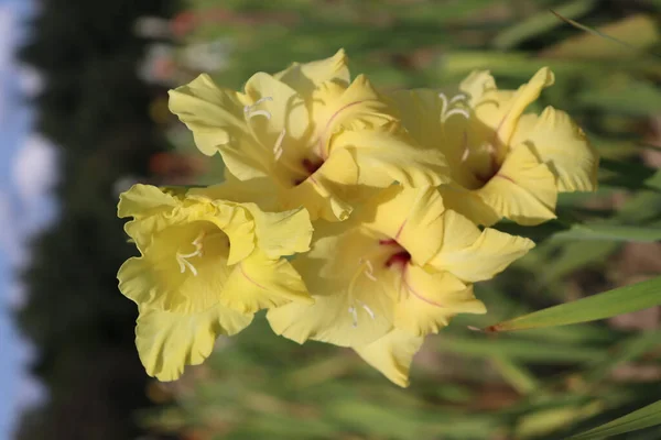 Tiro Botânico Flores Bonitas — Fotografia de Stock