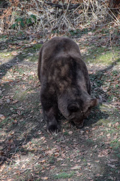Черный Медведь Лесу — стоковое фото