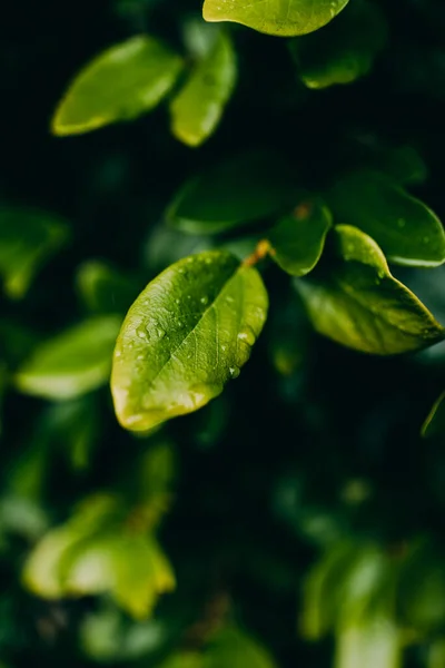 Πράσινα Φύλλα Χλωρίδα Και Φύλλωμα — Φωτογραφία Αρχείου