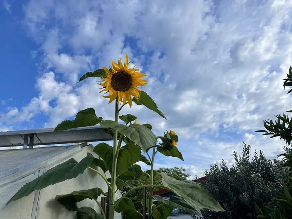 葵花田 植物及自然 — 图库照片