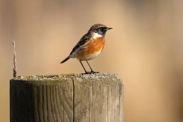 Ein Vogel Auf Einem Zweig Einer Scheune — Stockfoto